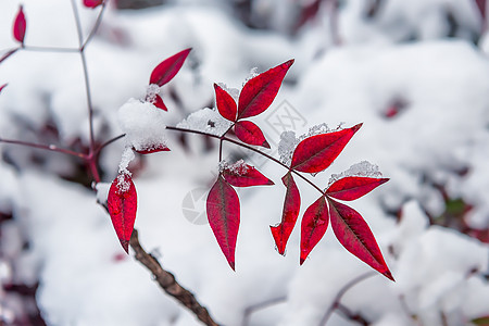 雪中的植物雪中的红叶背景