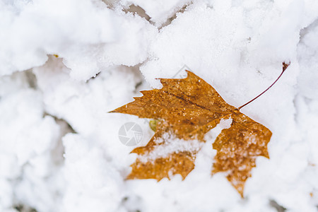 积雪中的落叶图片