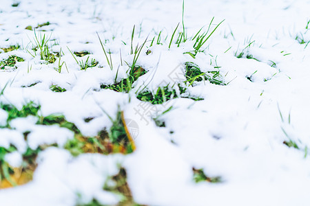 被白雪覆盖的绿色植物图片