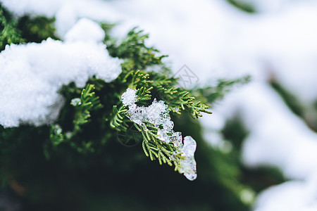 被白雪覆盖的绿色植物高清图片