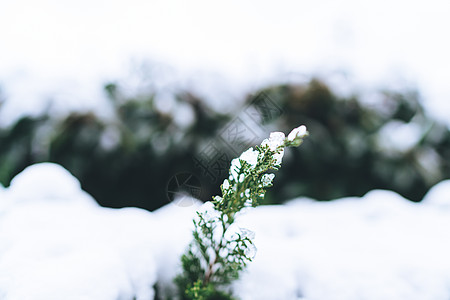 被白雪覆盖的绿色植物高清图片