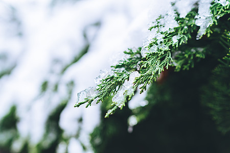 活力被白雪覆盖的绿色植物背景