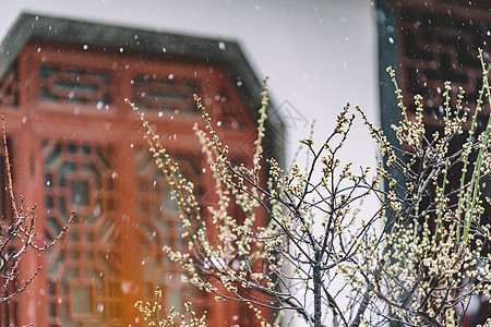 中式古典园林中的雪景图片