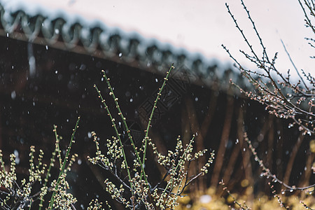 中式古典园林中的雪景图片