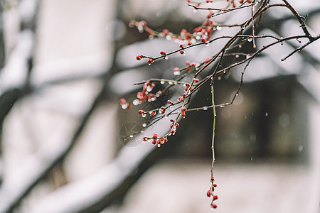 中式古典园林中的雪景高清图片