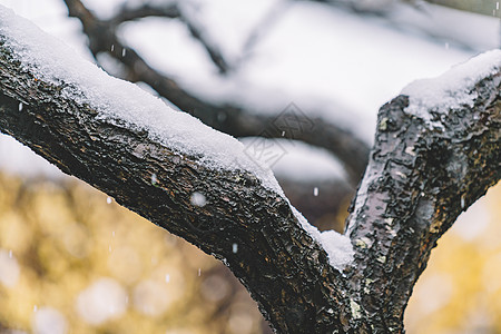 中式古典园林中的雪景图片