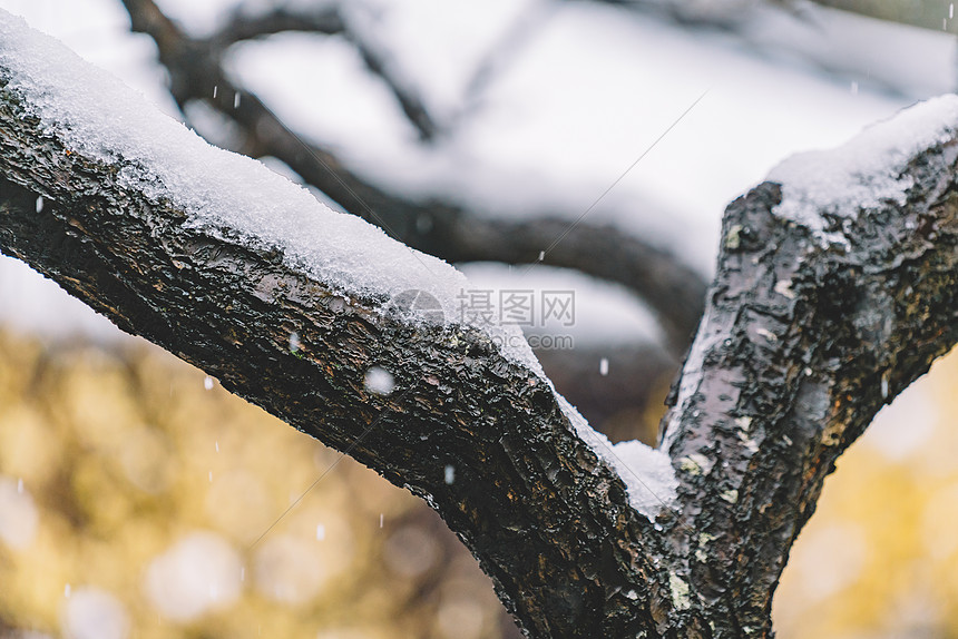 中式古典园林中的雪景图片