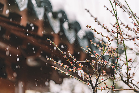 中式古建筑中式古典园林中的雪景背景