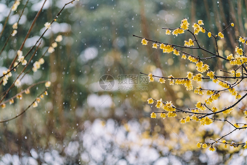 中式古典园林中的雪景图片