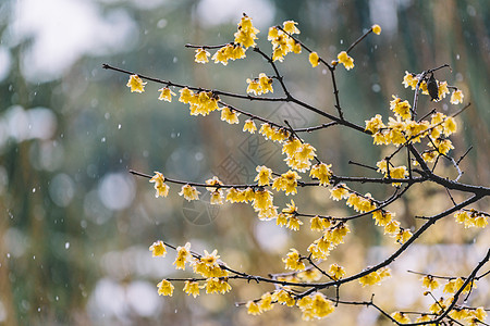 梅花剪纸中式古典园林中的雪景背景