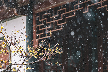 庭院梅花中式古典园林中的雪景背景