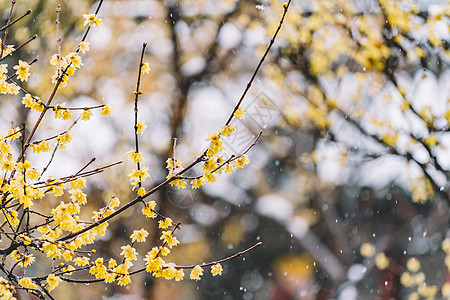 中式古典园林中的雪景图片