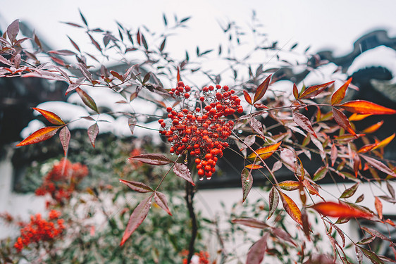 中式古典园林中的雪景图片