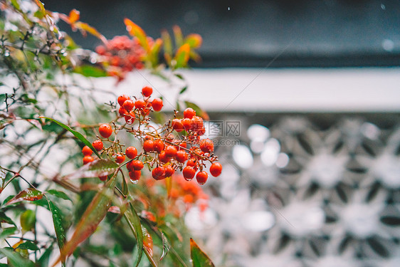 中式古典园林中的雪景图片