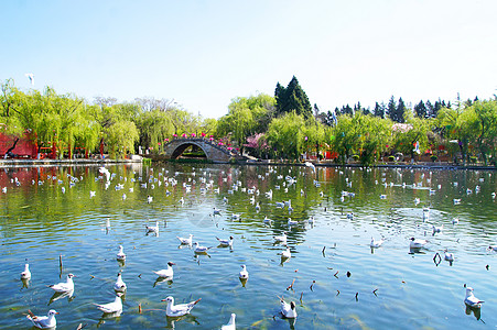 昆明海鸥昆明大观楼公园背景