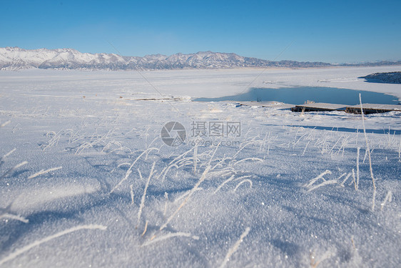 雪山里的植物图片