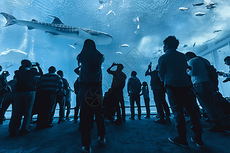 冲绳水族馆冲绳海洋公园背景