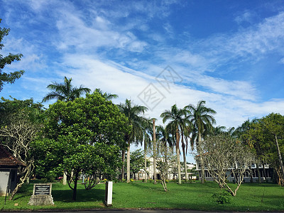 南方大学校园椰棕树图片