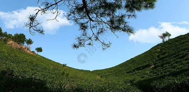 高山绿茶高山茶园背景