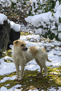 雪地里的小狗图片