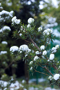 树叶上的积雪图片