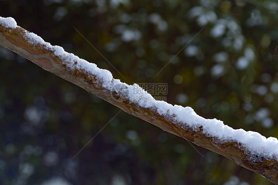 严寒树干上的积雪图片