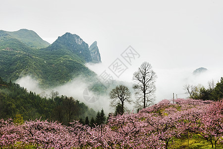 群峰春天桃花盛开背景