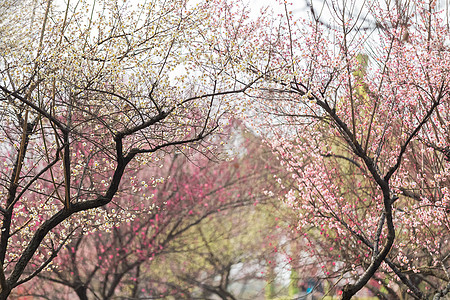 白花瓣春天梅花开背景