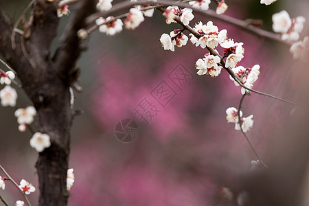 白花瓣春天梅花开摄影图背景