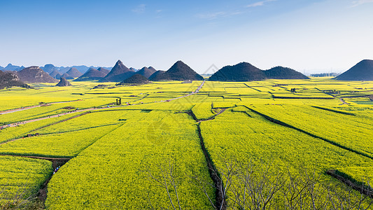 乡村度假云南罗平油菜花田背景