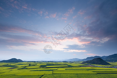 云南罗平油菜花田高清图片