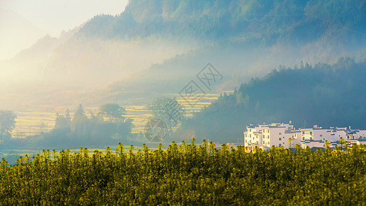 江西婺源江岭油菜花摄影图背景