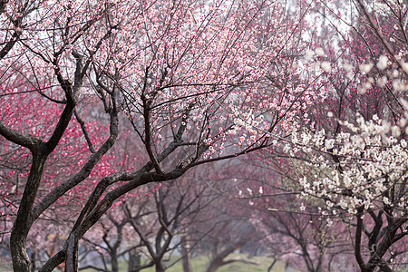 红梅花开春天梅花开背景