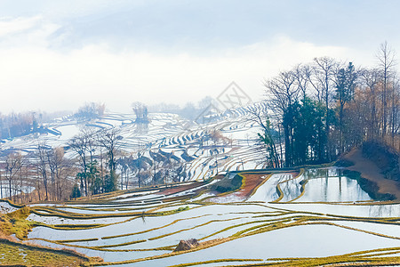 元阳旅游云南元阳梯田晨雾背景