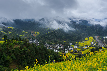 安徽歙县春季江南盛开的油菜花田背景