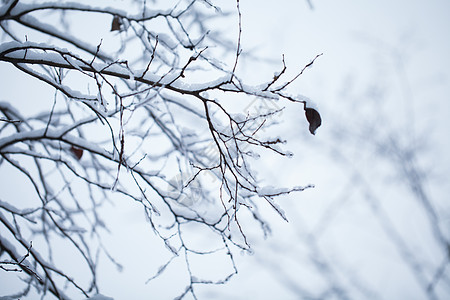 树枝上的积雪高清图片
