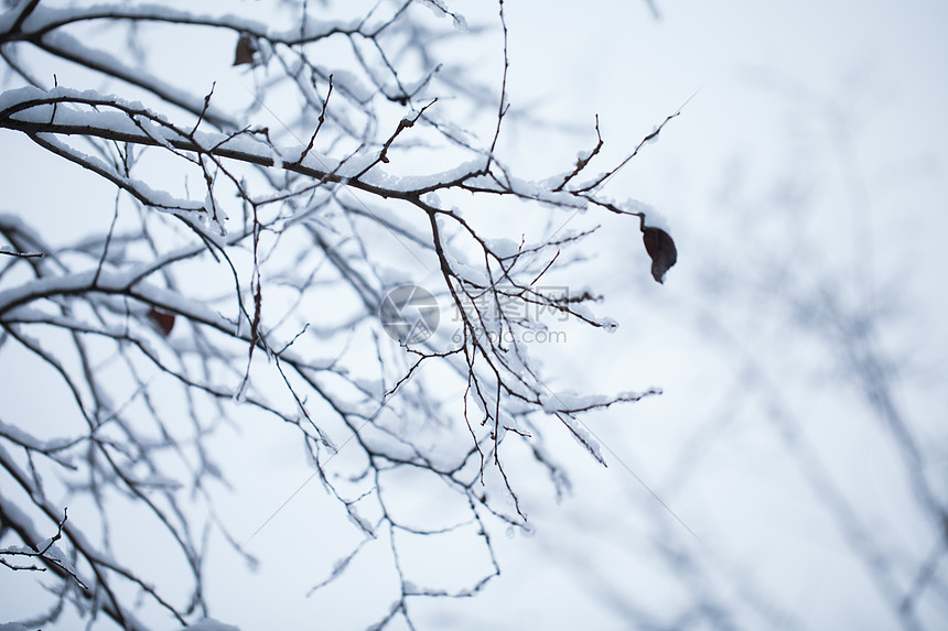 树枝上的积雪图片