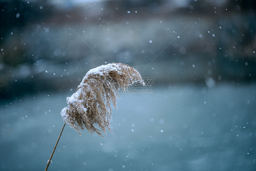 雪中芦苇图片