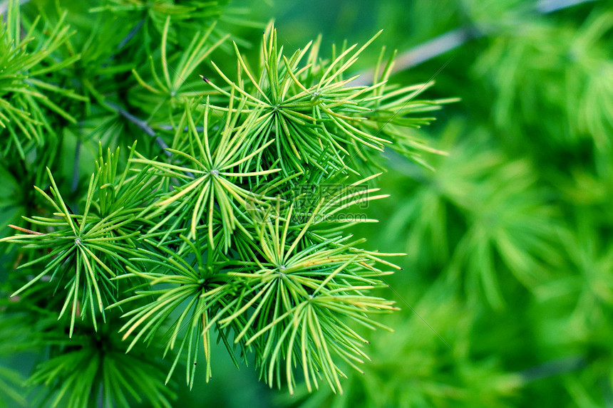 郊外的松树特写