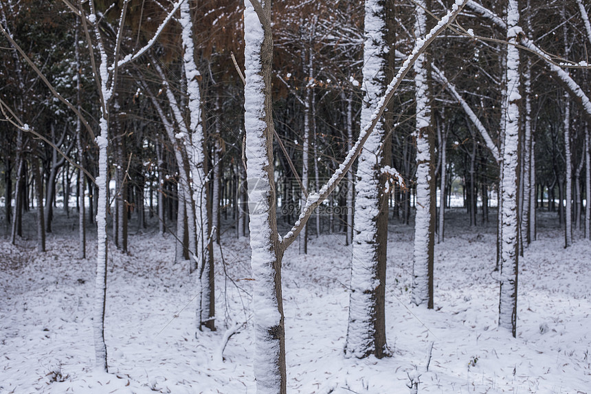 立春的雪景图片