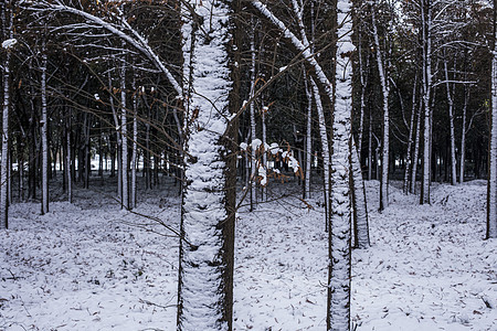 立春的雪景图片