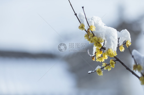 寒冬里下过雪的腊梅花图片