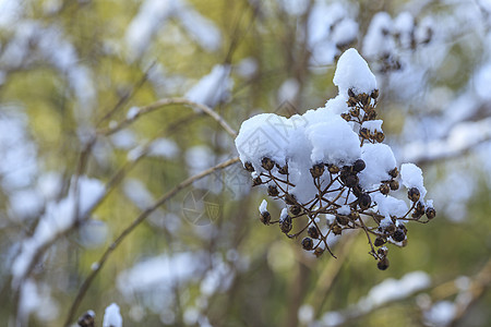 寒冬里的雪景图片