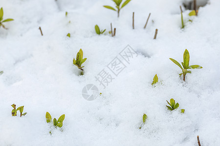 寒冬里的雪景高清图片