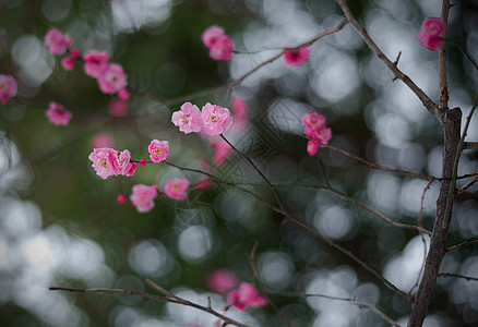 寒冬梅花背景图片