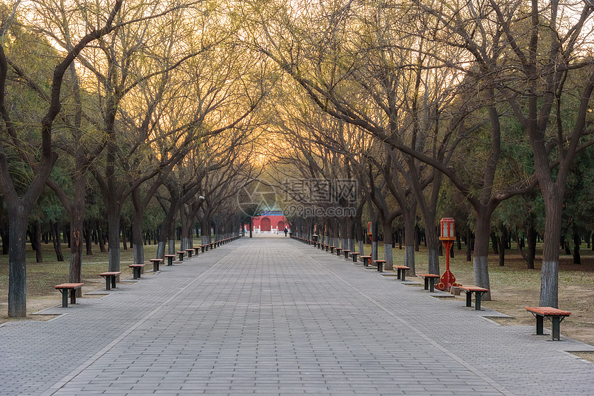 天坛公园枯树道路图片