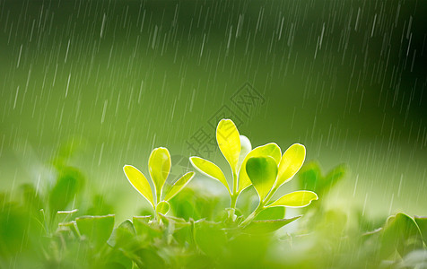 春天的雨水清新高清图片素材
