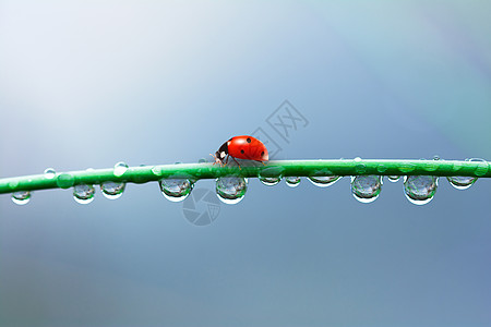 惊蛰二十四节气雨水高清图片