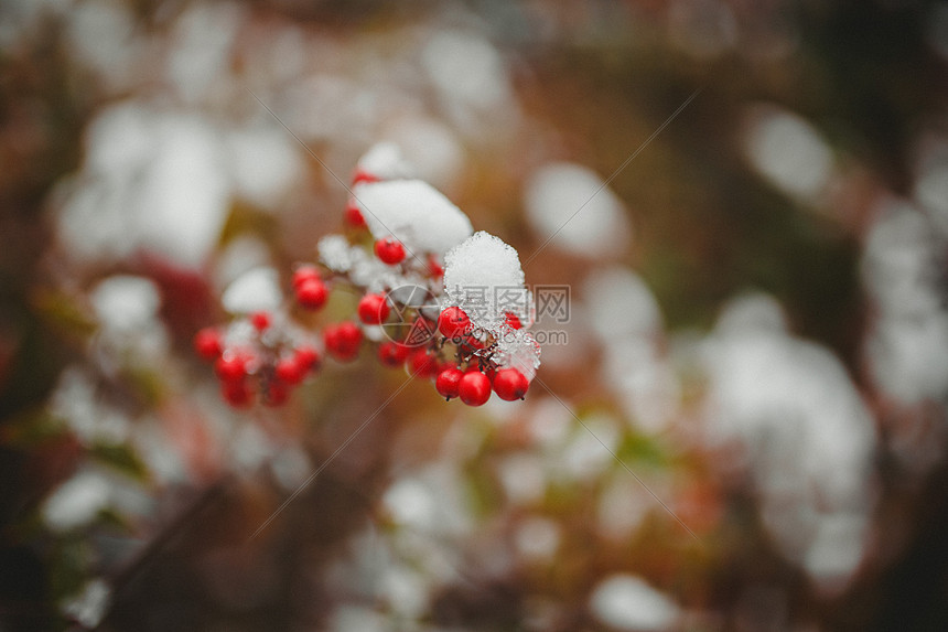 冬季里的红色果实图片