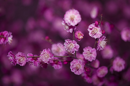 红梅花开背景